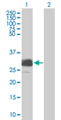 Lane 1: FOXI1 transfected lysate (28.27 KDa). Lane 2: Non-transfected lysate.