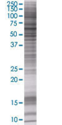 PDE9A transfected lysate.