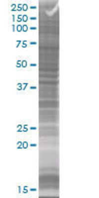 GNAZ transfected lysate