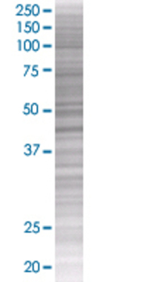 HLA-A transfected lysate.