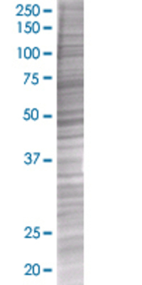 IFNG transfected lysate