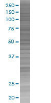 ZNF259 transfected lysate.