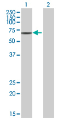 Lane 1: MST1 transfected lysate (80.3 KDa) Lane 2: Non-transfected lysate.