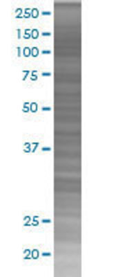 PDGFC transfected lysate.