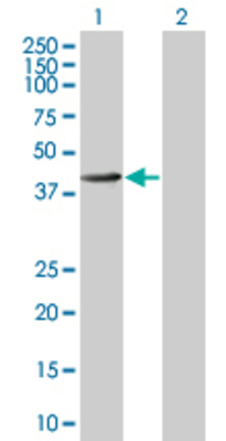 Lane 1: PDGFC transfected lysate (38.06 KDa) Lane 2: Non-transfected lysate.