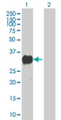 Lane 1: PSME1 transfected lysate (27.5 KDa). Lane 2: Non-transfected lysate.