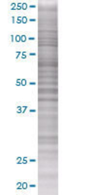 BIN1 transfected lysate.