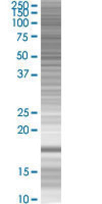 MAFG transfected lysate.