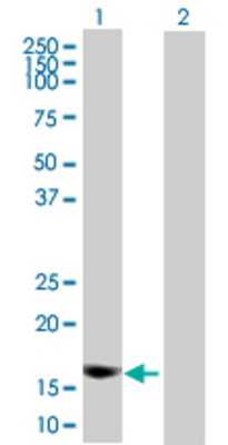 Lane 1: MAFG transfected lysate (17.93 KDa) Lane 2: Non-transfected lysate.