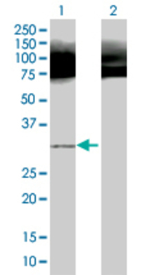 Lane 1: YWHAZ transfected lysate (27.7 KDa). Lane 2: Non-transfected lysate.