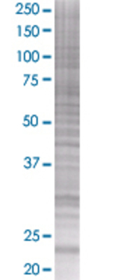 HSPC111 transfected lysate.