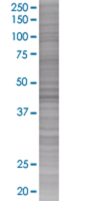 ORC4L transfected lysate