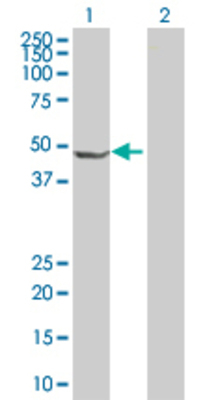 Lane 1: ORC4L transfected lysate (50.4 KDa). Lane 2: Non-transfected lysate.