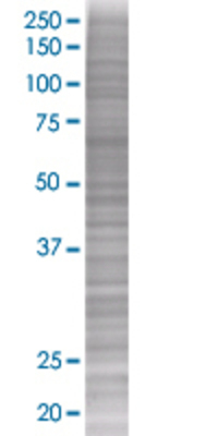 FGF21 transfected lysate