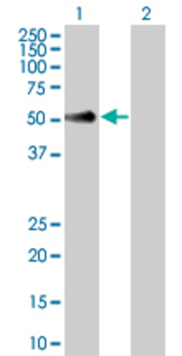 Lane 1: SELL transfected lysate (42.2 KDa) Lane 2: Non-transfected lysate.