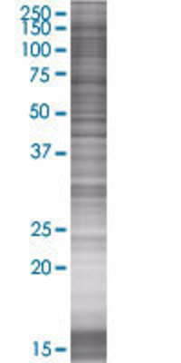 SSH1 transfected lysate.