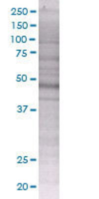 TRAF4 transfected lysate.