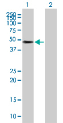 Lane 1: PCLO transfected lysate (39.27 KDa) Lane 2: Non-transfected lysate.