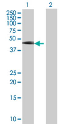 Lane 1: TEKT1 transfected lysate (46.09 KDa) Lane 2: Non-transfected lysate.