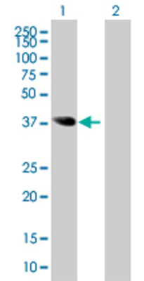 Lane 1: ISL2 transfected lysate (39.6 KDa) Lane 2: Non-transfected lysate.
