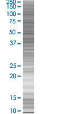 ISL2 transfected lysate.