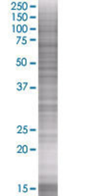 EDA2R transfected lysate.