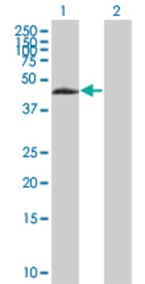 Lane 1: EDA2R transfected lysate (32.7 KDa) Lane 2: Non-transfected lysate.