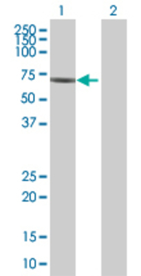 Lane 1: SHC4 transfected lysate (68.7 KDa) Lane 2: Non-transfected lysate.
