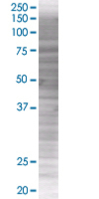 SHC4 transfected lysate.