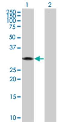 Lane 1: BRMS1 transfected lysate (28.5 KDa) Lane 2: Non-transfected lysate.