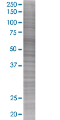 FEZ1 transfected lysate