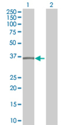 Lane 1: PLSCR1 transfected lysate (35 KDa) Lane 2: Non-transfected lysate.