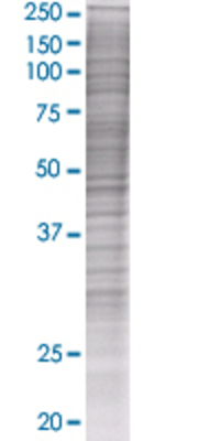 PLSCR1 transfected lysate.