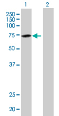 Lane 1: TAF1B transfected lysate (64.79 KDa) Lane 2: Non-transfected lysate.