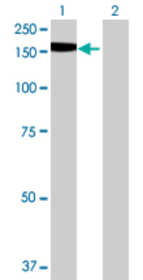 Lane 1: RIMS2 transfected lysate (128.04 KDa) Lane 2: Non-transfected lysate.