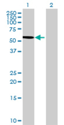 Lane 1: DDX19B transfected lysate (52.8 KDa) Lane 2: Non-transfected lysate.