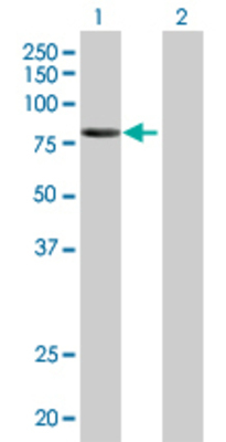 Lane 1: KEL transfected lysate (82.8 KDa) Lane 2: Non-transfected lysate.