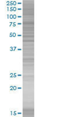 AFF4 transfected lysate.