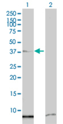 Lane 1: SSBP2 transfected lysate (39.82 KDa). Lane 2: Non-transfected lysate.