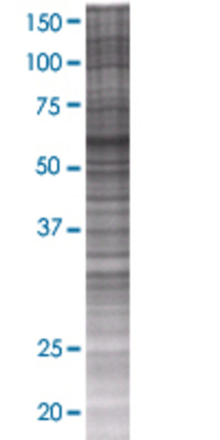 ICA1L transfected lysate.