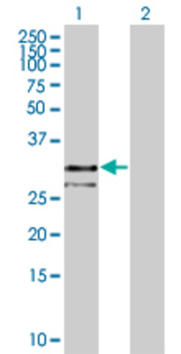 Lane 1: MPZL1 transfected lysate (29.1 KDa) Lane 2: Non-transfected lysate.