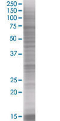 MPZL1 transfected lysate.
