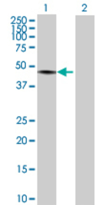 Lane 1: TRIM60 transfected lysate (51.92 KDa) Lane 2: Non-transfected lysate.