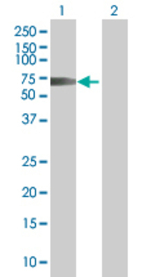 Lane 1: KRT19 transfected lysate (44 KDa) Lane 2: Non-transfected lysate.