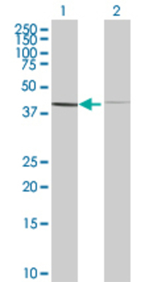 Lane 1: BAG5 transfected lysate (49.28 KDa) Lane 2: Non-transfected lysate.