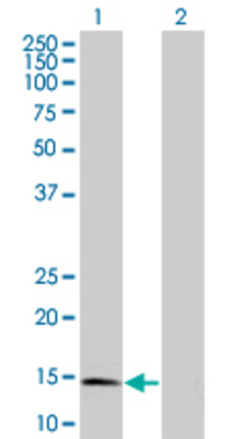 Lane 1: GLRX2 transfected lysate (13.75 KDa) Lane 2: Non-transfected lysate.