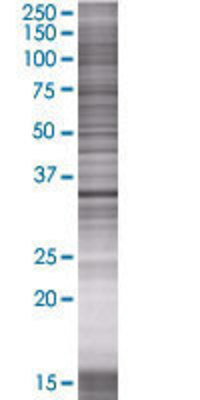 MLF1 transfected lysate.