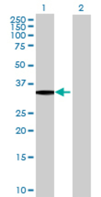 Lane 1: MLF1 transfected lysate (29.59 KDa) Lane 2: Non-transfected lysate.