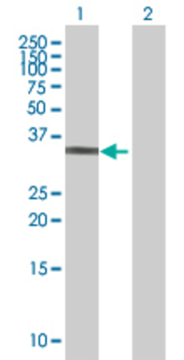 Lane 1: PHF15 transfected lysate (25.9 KDa) Lane 2: Non-transfected lysate.
