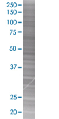 EDN2 transfected lysate